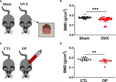 Relationship between indices of circulating blood cells and bone homeostasis in osteoporosis